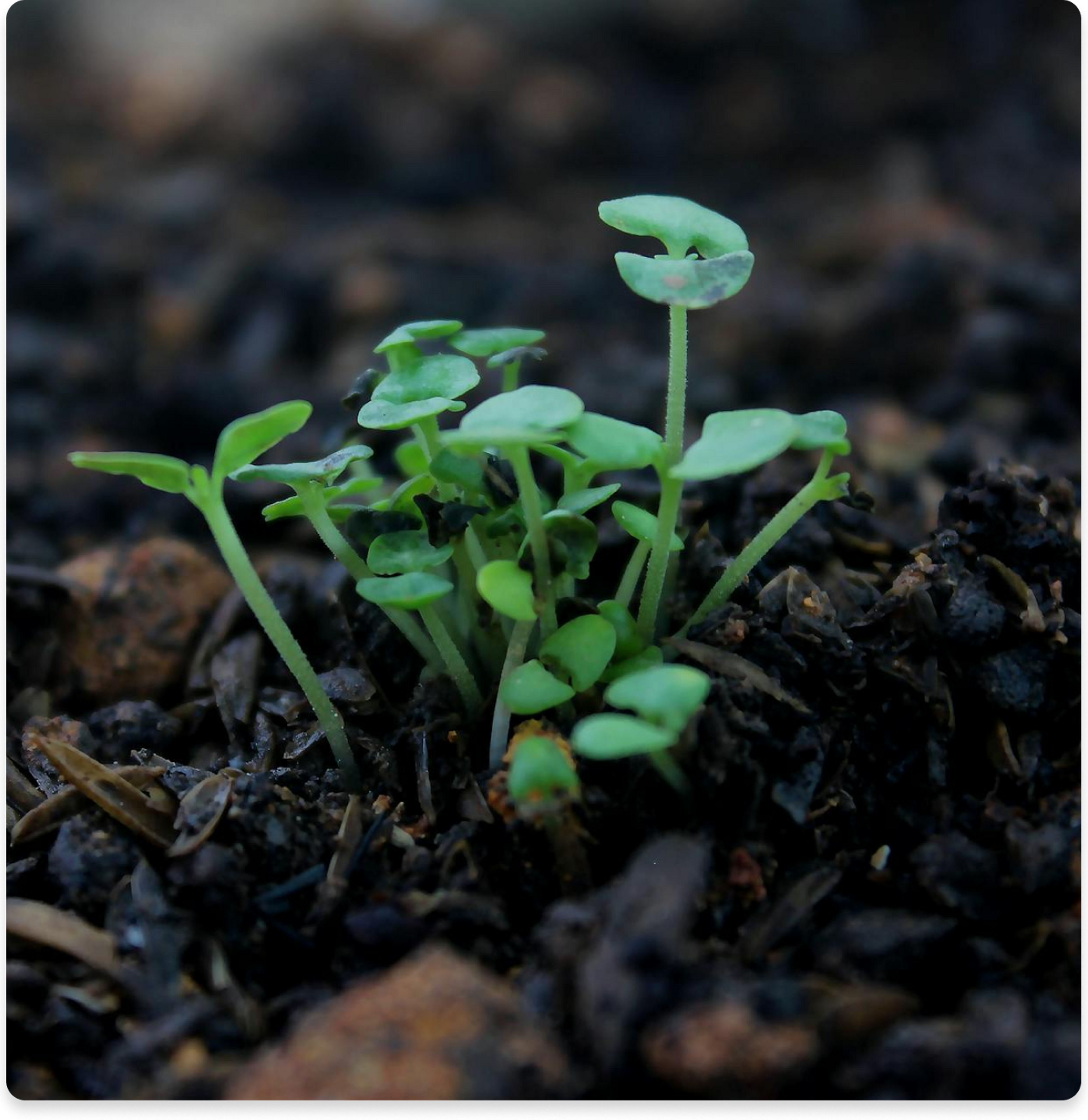 Scientist examining plant