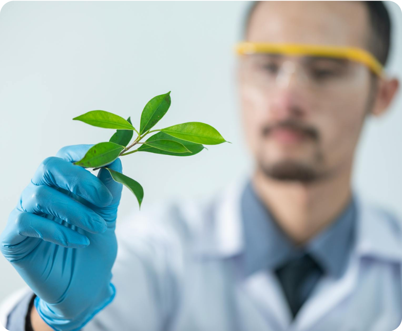 Expert examining plant