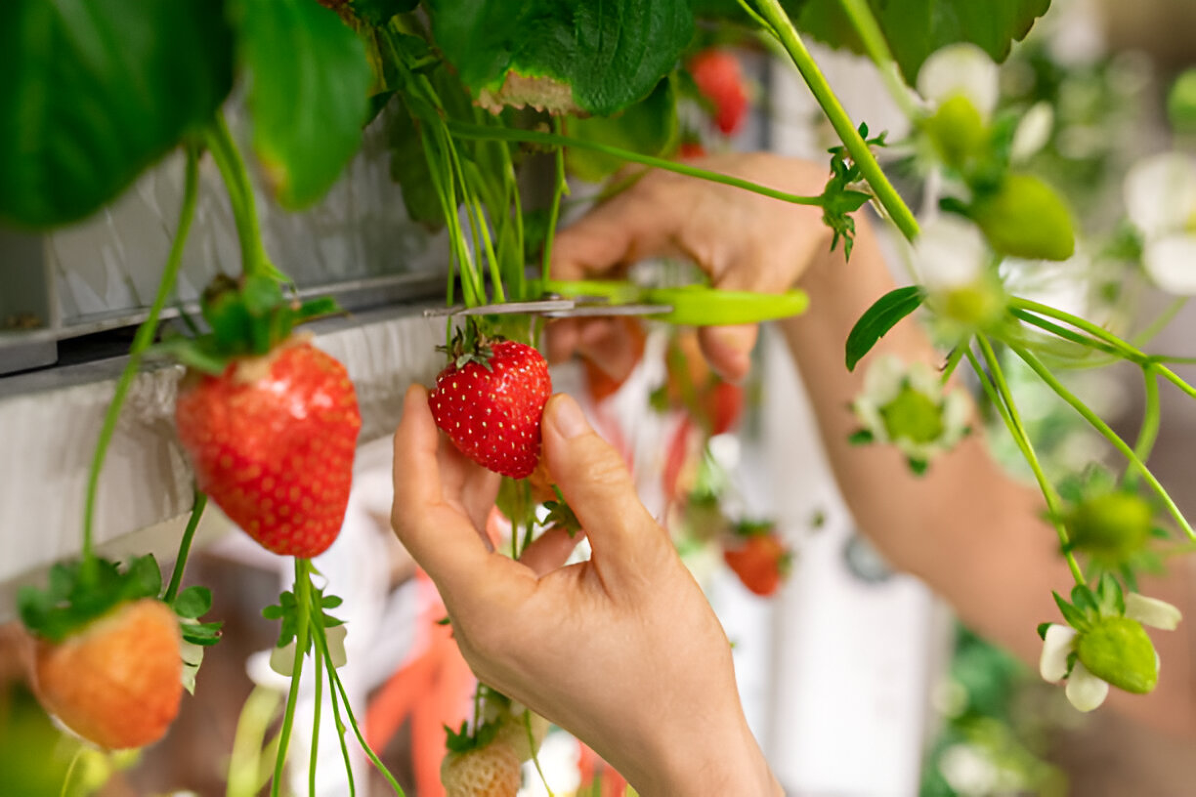 Vertical Farming Technology